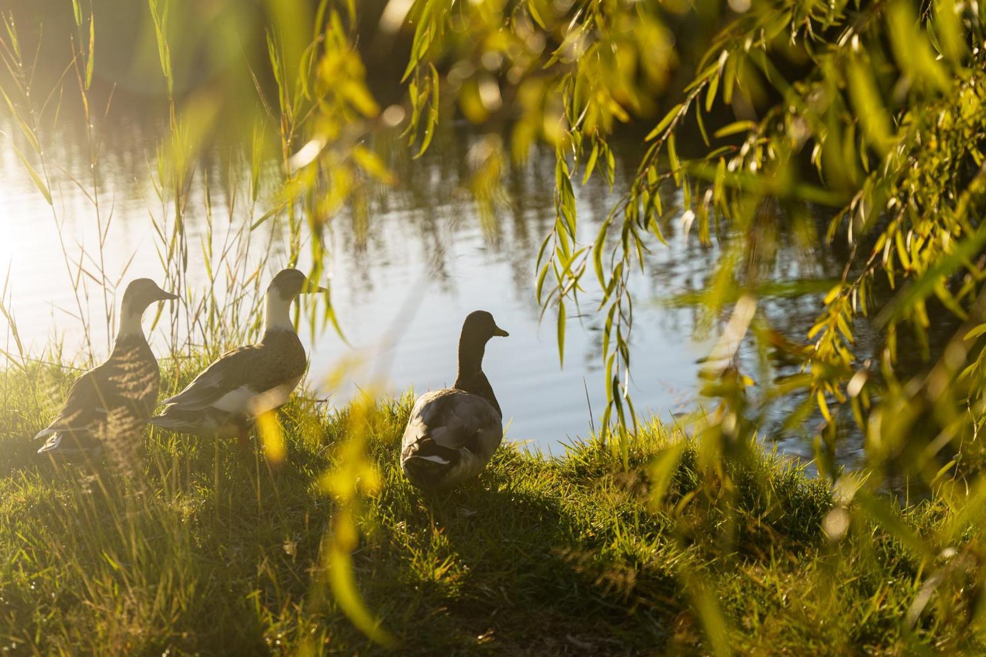 Broadwater River Estate Douglas Buitenkant foto